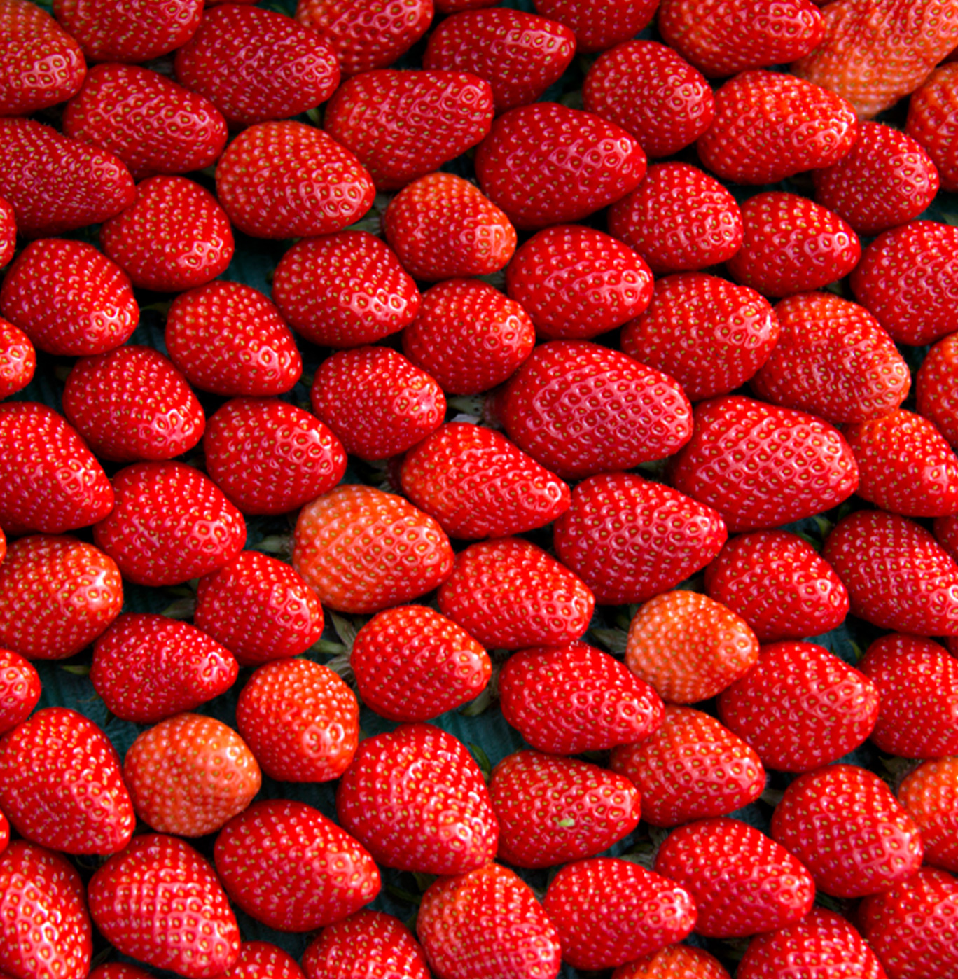 fraise-plougastel-home fraise-plougastel-home