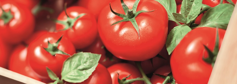 header tomates header tomates