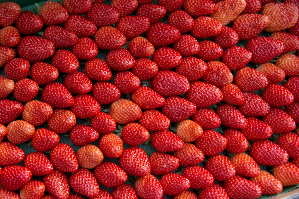 Gamme fraises Saveol Gamme fraises Saveol
