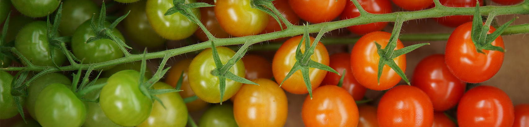 header tomates multicolor