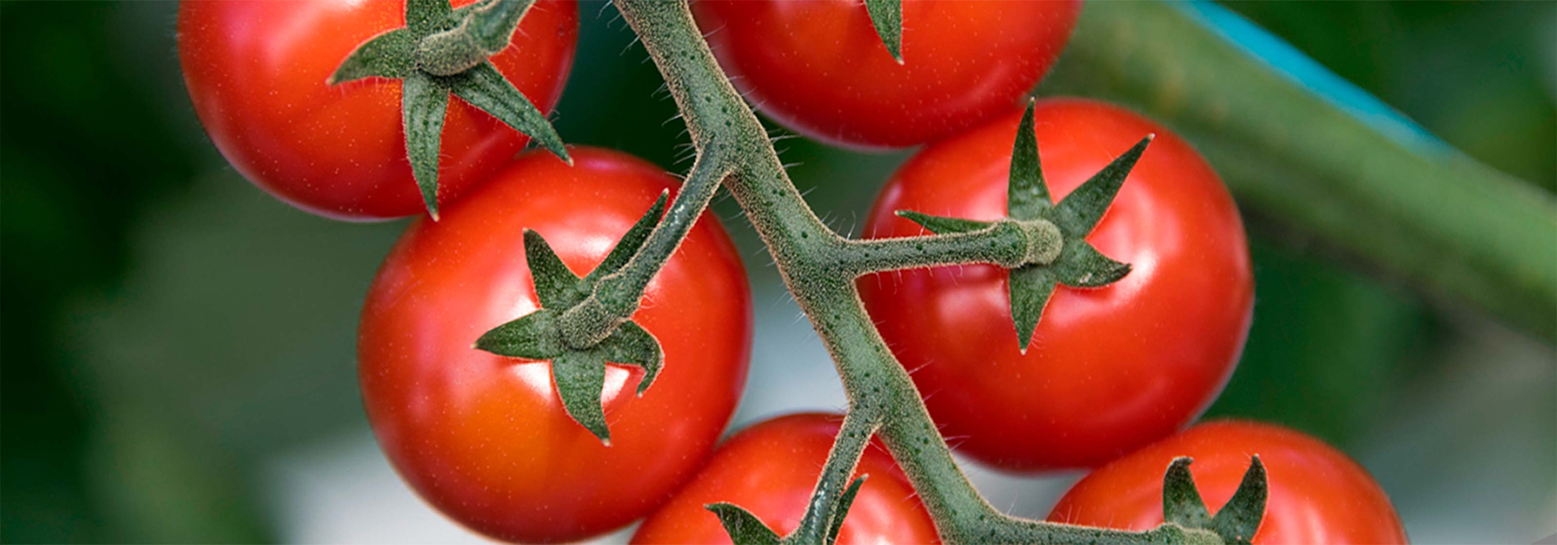 tomates header