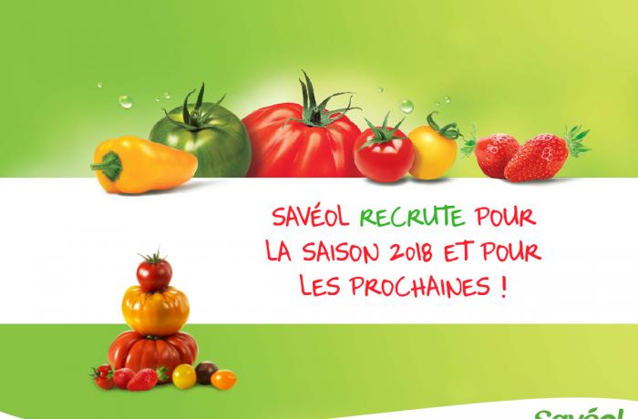 saveol recrute