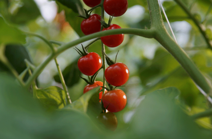 Tomate serre Tomate serre