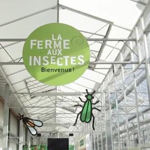 Ferme aux insectes Hall