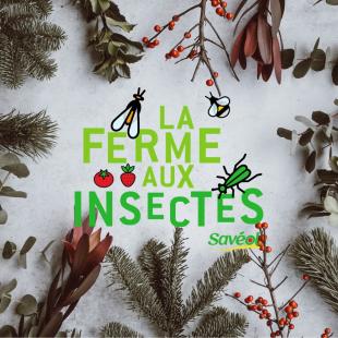 actu noel FI 2