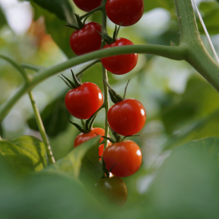 Tomate serre LARGE