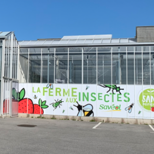 Ferme aux insectes