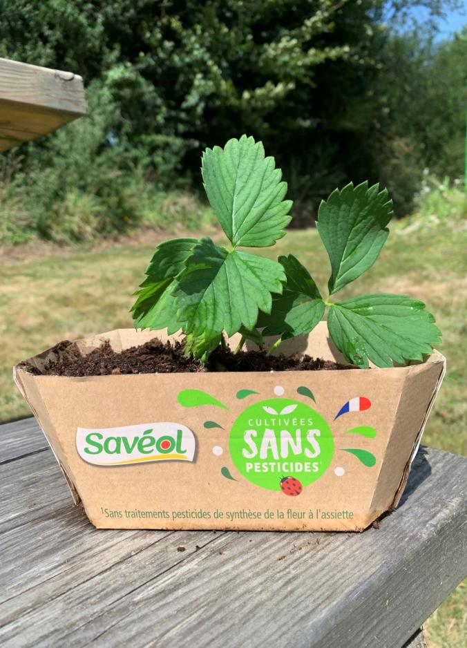 Plant en barquette