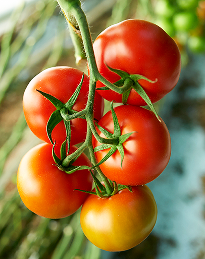 innovation_tomates innovation_tomates