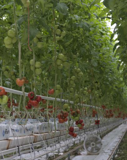 serre tomates savéol